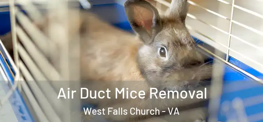 Air Duct Mice Removal West Falls Church - VA